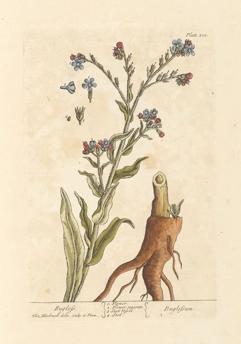 Bugloss Wall Art by Elizabeth Blackwell - High-Resolution Digital Print