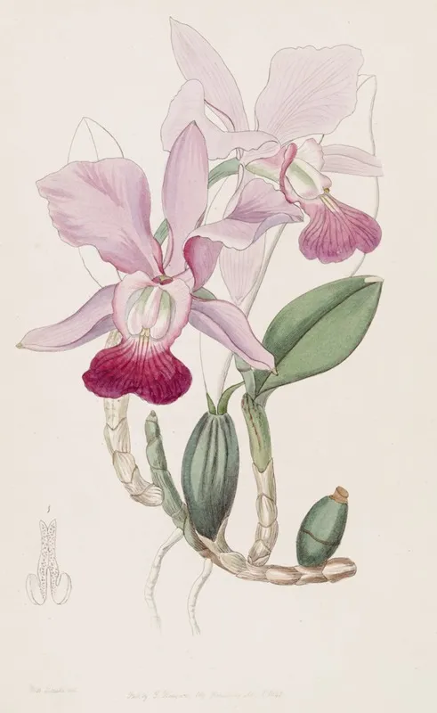 Bulbous Cattleya Wall Art by Sydenham Edwards - High-Resolution Digital Print