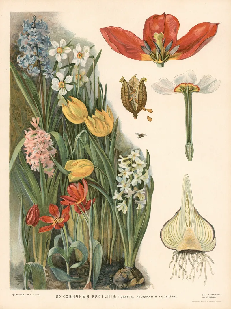 Bulbous Plants Wall Art by T-va I. D. Sytina - High-Resolution Digital Print
