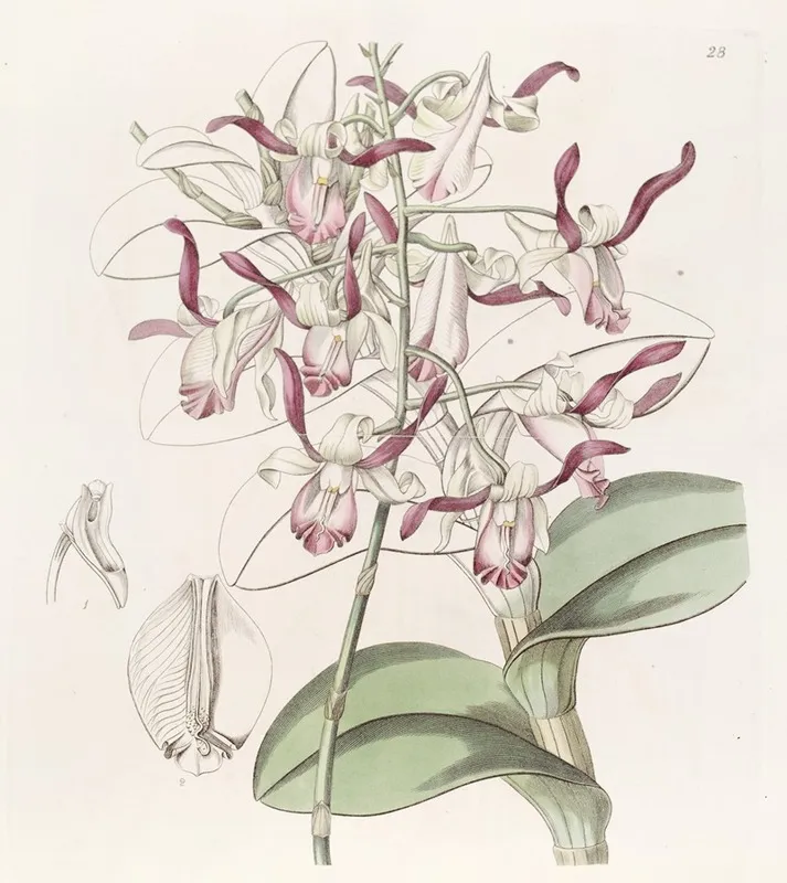 Bull Headed Dendrobium Wall Art by Sydenham Edwards - High-Resolution Digital Print