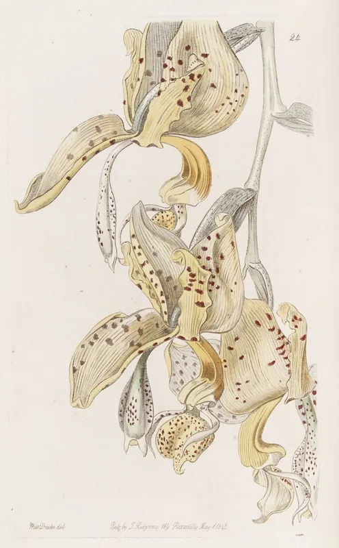 Bull Horned Stanhopea Wall Art by Sydenham Edwards - High-Resolution Digital Print