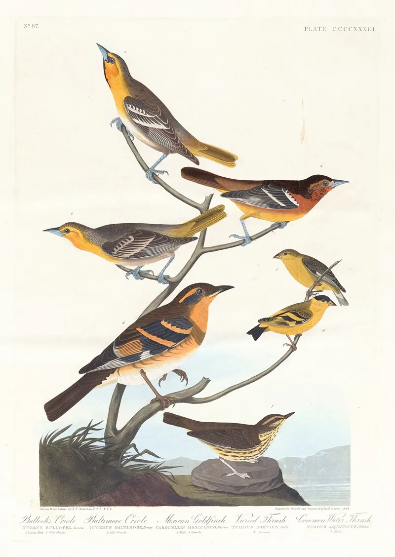 Bullocks Oriole Baltimore Oriole Mexican Goldfinch Varied Thrush Common Water Thrush Wall Art by John James Audubon - High-Resolution Digital Print