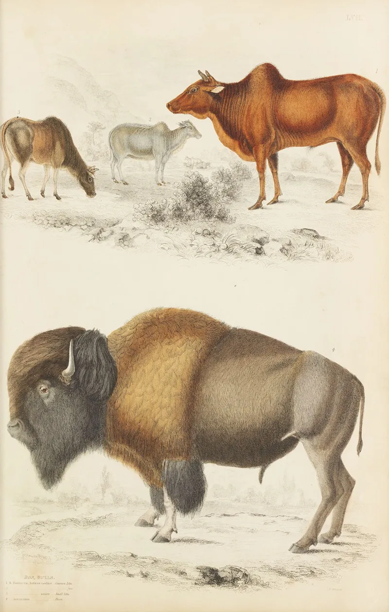 Bulls Wall Art by William MacGillivray - High-Resolution Digital Print