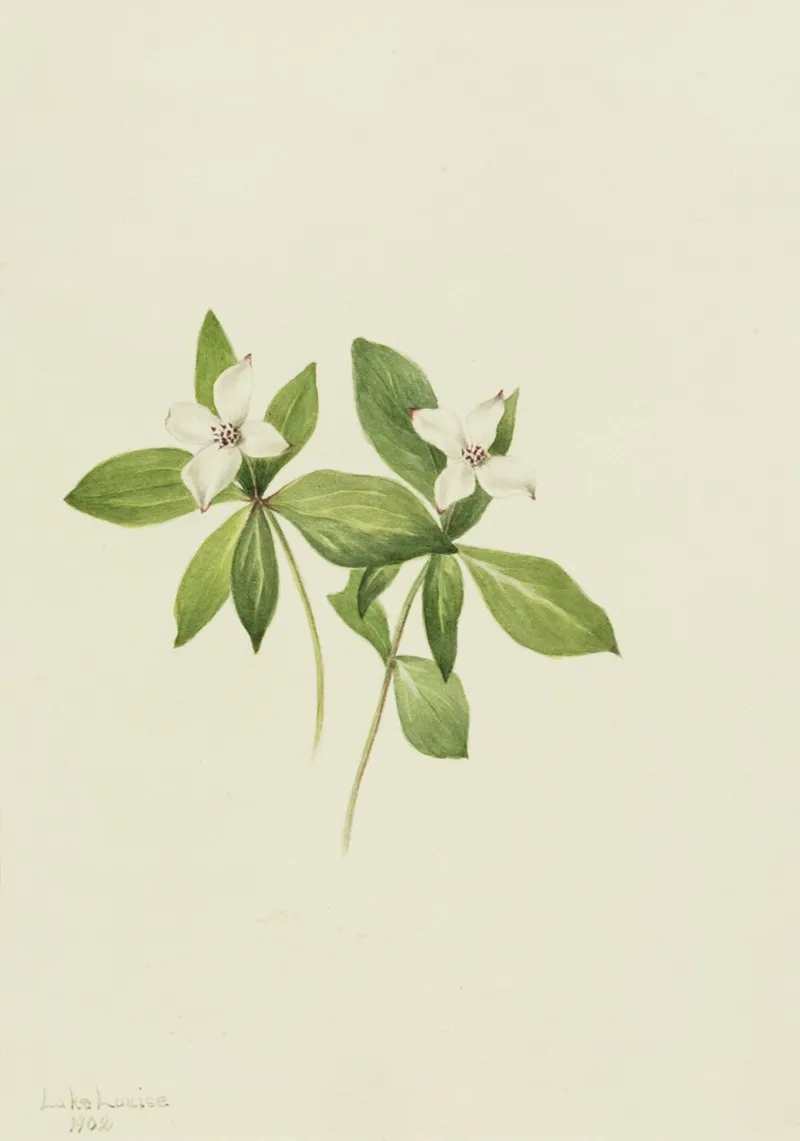 Bunchberry Cornus Canadensis 2