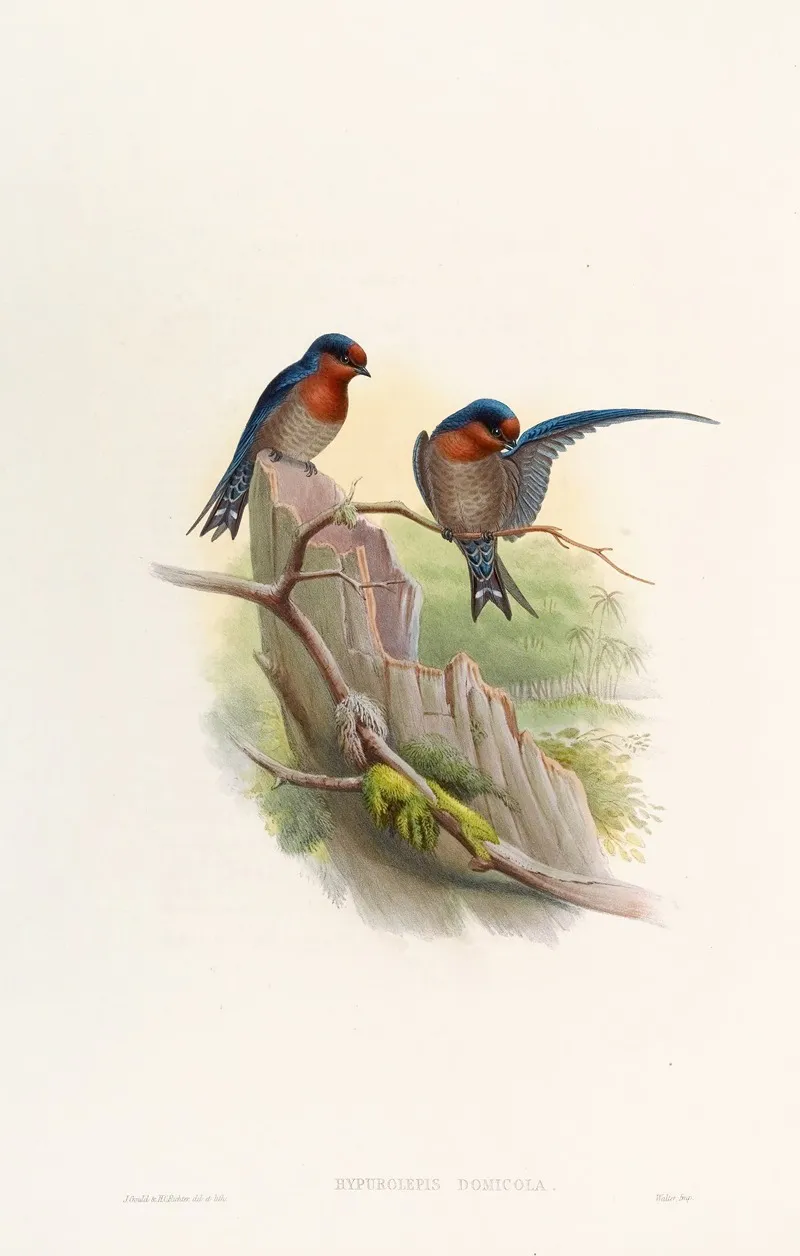 Bungalow Swallow Wall Art by John Gould - High-Resolution Digital Print