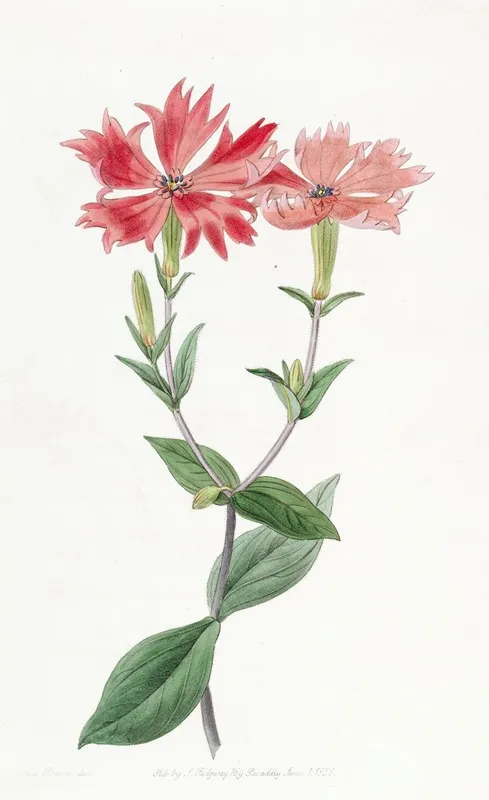 Bunges Lychnis Wall Art by Sydenham Edwards - High-Resolution Digital Print
