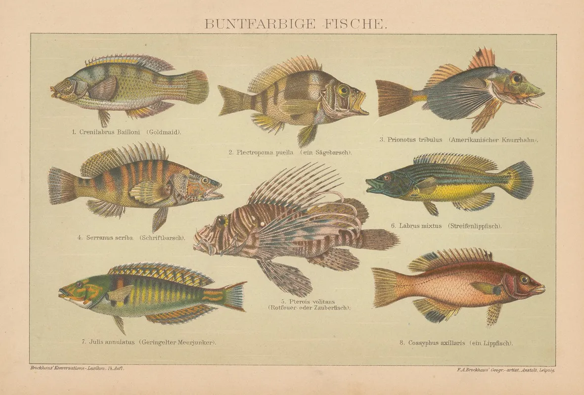 Buntfarbige Fische Wall Art by F.A. Brockhaus - High-Resolution Digital Print