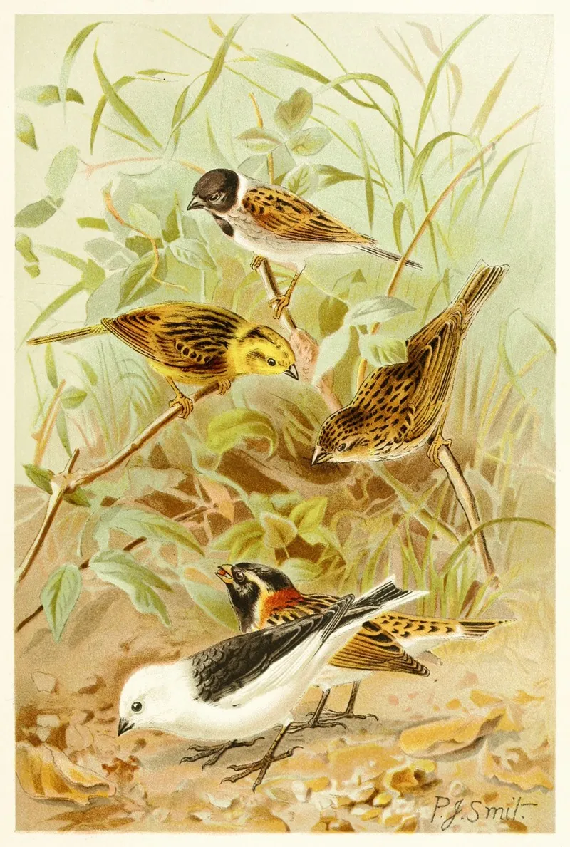 Buntings Wall Art by Pierre Jacques Smit - High-Resolution Digital Print