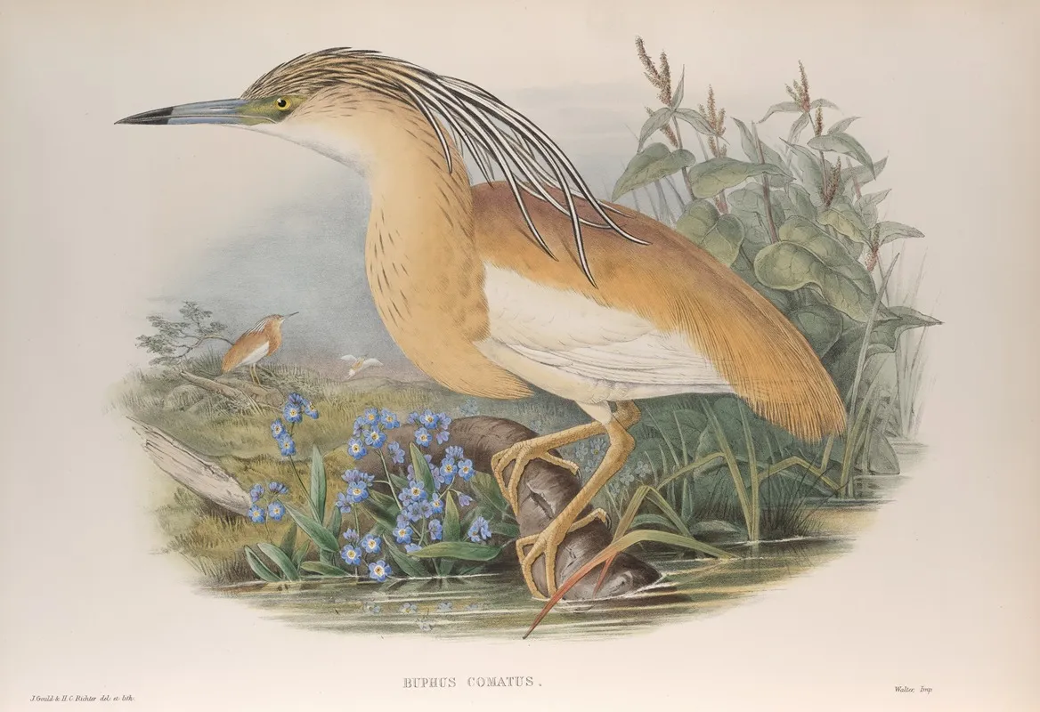 Buphus Comatus Squacco Heron Wall Art by John Gould - High-Resolution Digital Print