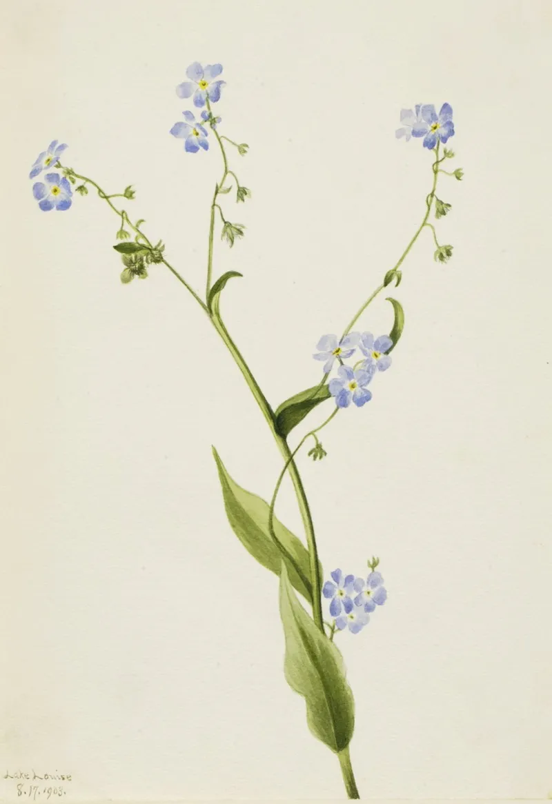 Bur Forget Me Not Lappula Diffusa 2