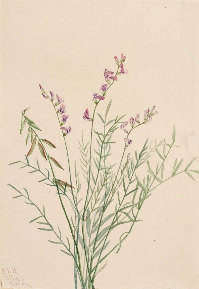 Burgess Milkvetch Astragalus Bourgovii 2