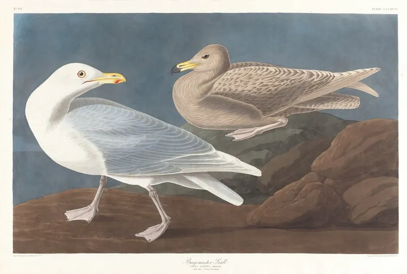 Burgomaster Gull Wall Art by John James Audubon - High-Resolution Digital Print