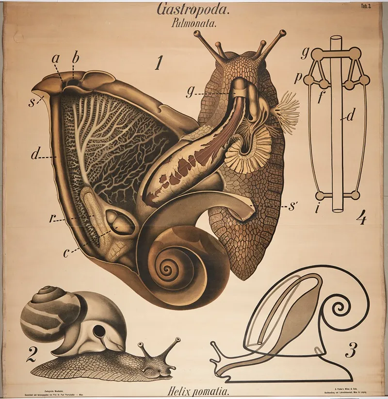Burgundy Snail 2 Wall Art by Paul Pfurtscheller - High-Resolution Digital Print