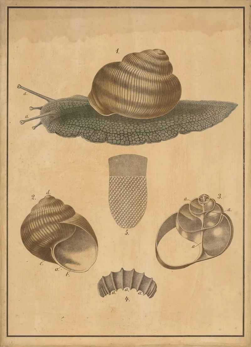 Burgundy Snail