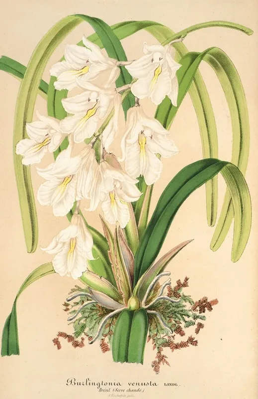 Burlingtonia Venusta Wall Art by Charles Antoine Lemaire - High-Resolution Digital Print