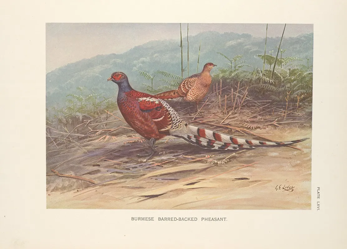 Burmese Barred Backed Pheasant Syrmaticus Humiae Burmanicus Wall Art by George Edward Lodge - High-Resolution Digital Print