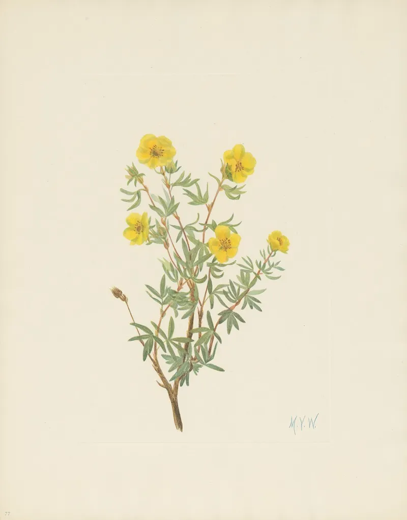 Bush Cinquefoil Potentilla Fruticosa 2