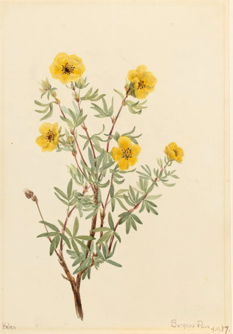 Bush Cinquefoil Potentilla Fruticosa