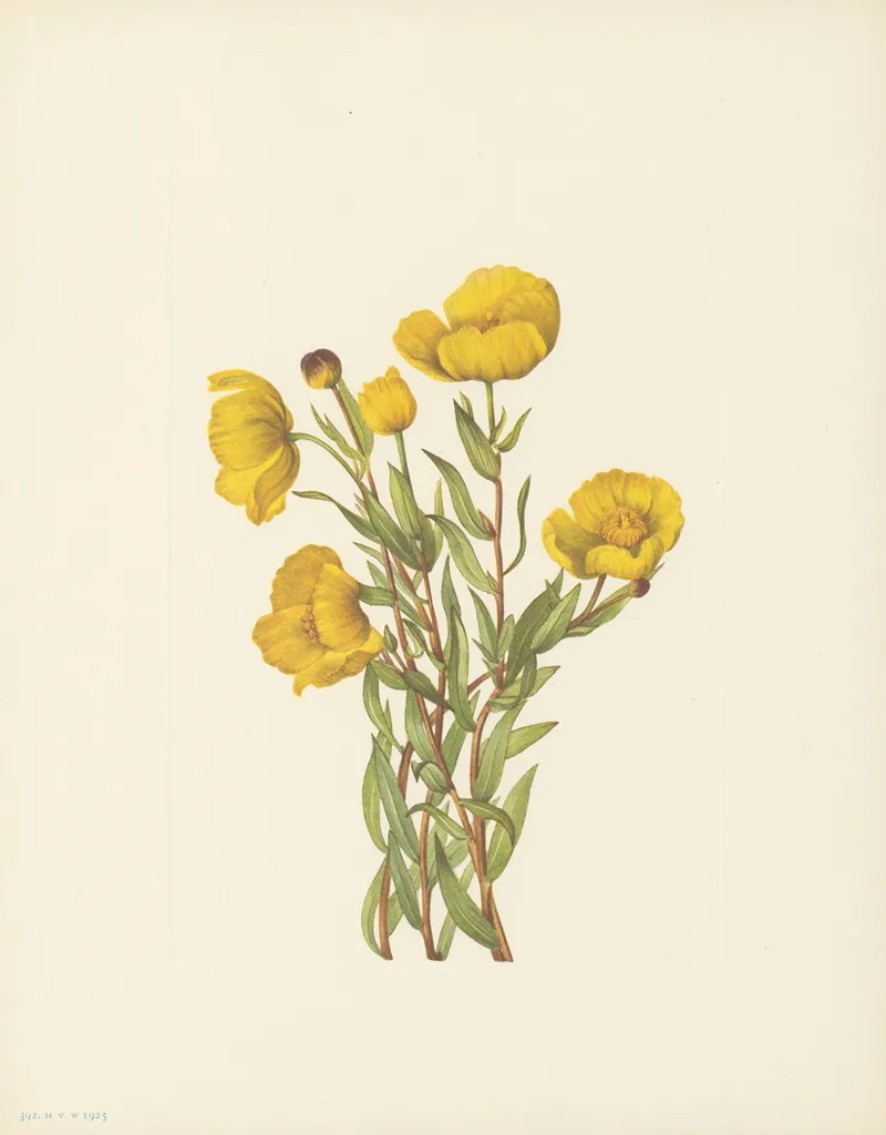 Bushpoppy Dendromecon Rigidum 3
