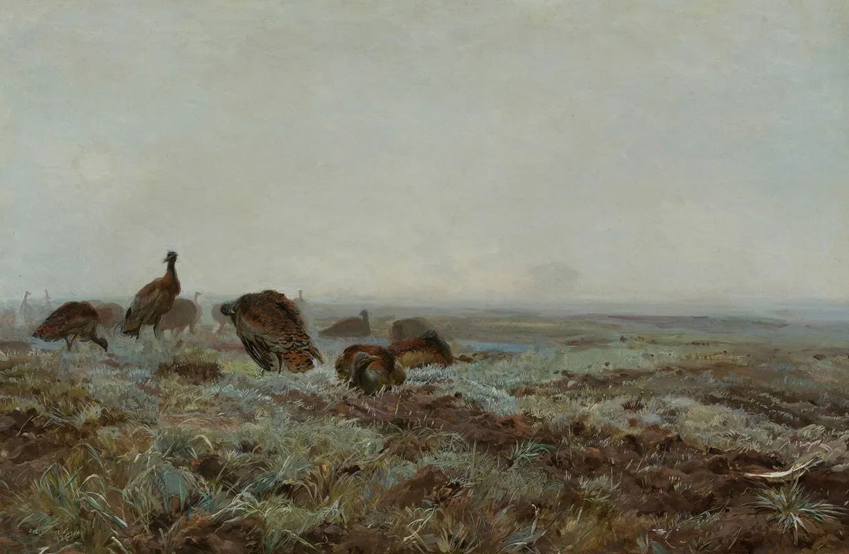Bustards