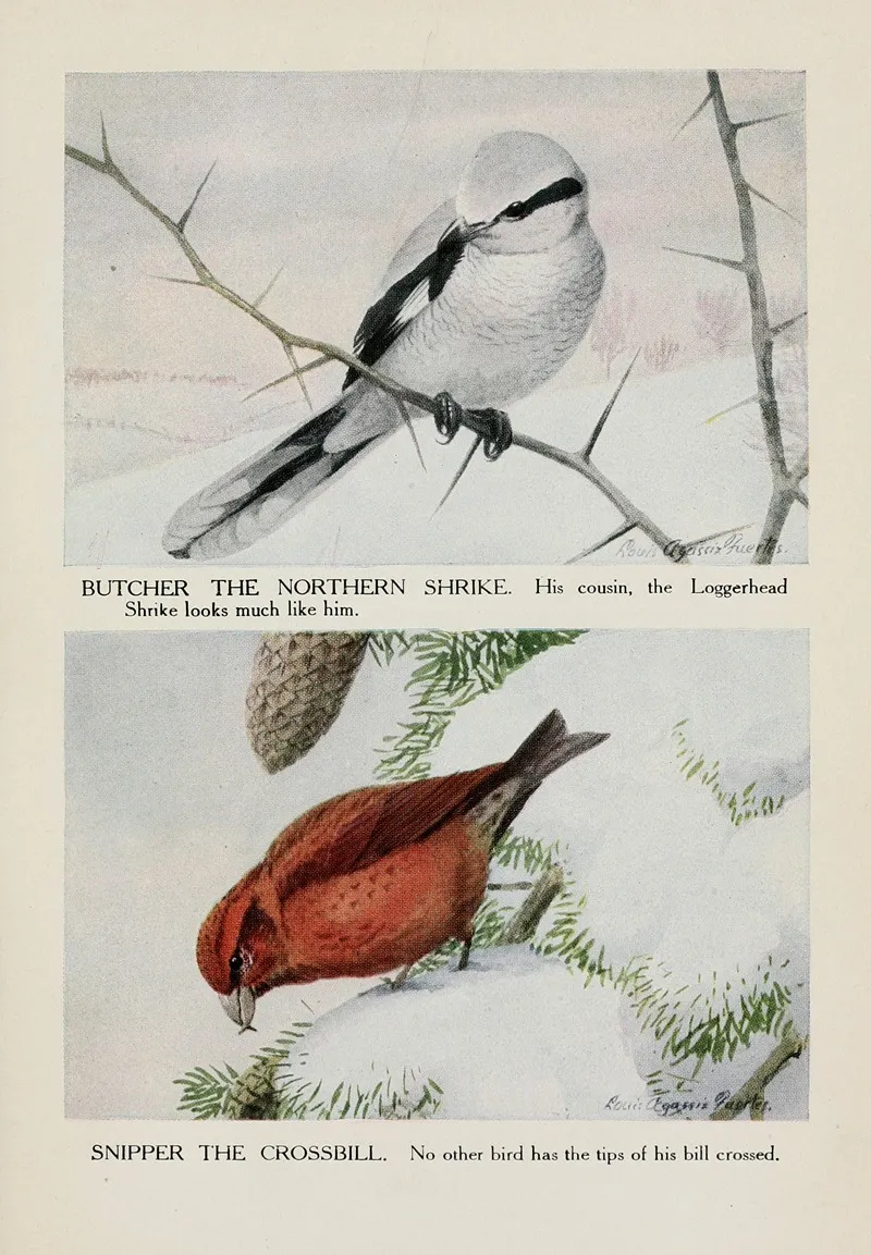 Butcher The Northern Shrike Snipper The Crossbill Wall Art by Louis Agassiz Fuertes - High-Resolution Digital Print