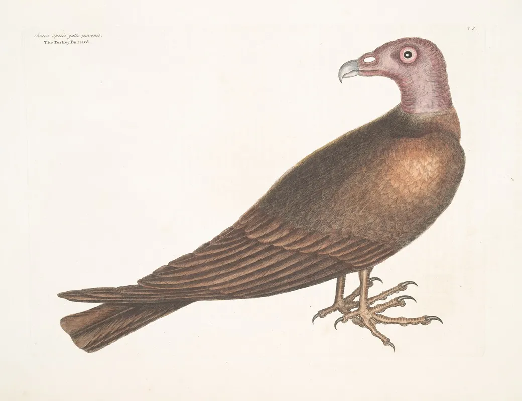 Buteo Specie Gallo Pavonis The Turkey Buzzard Wall Art by Mark Catesby - High-Resolution Digital Print