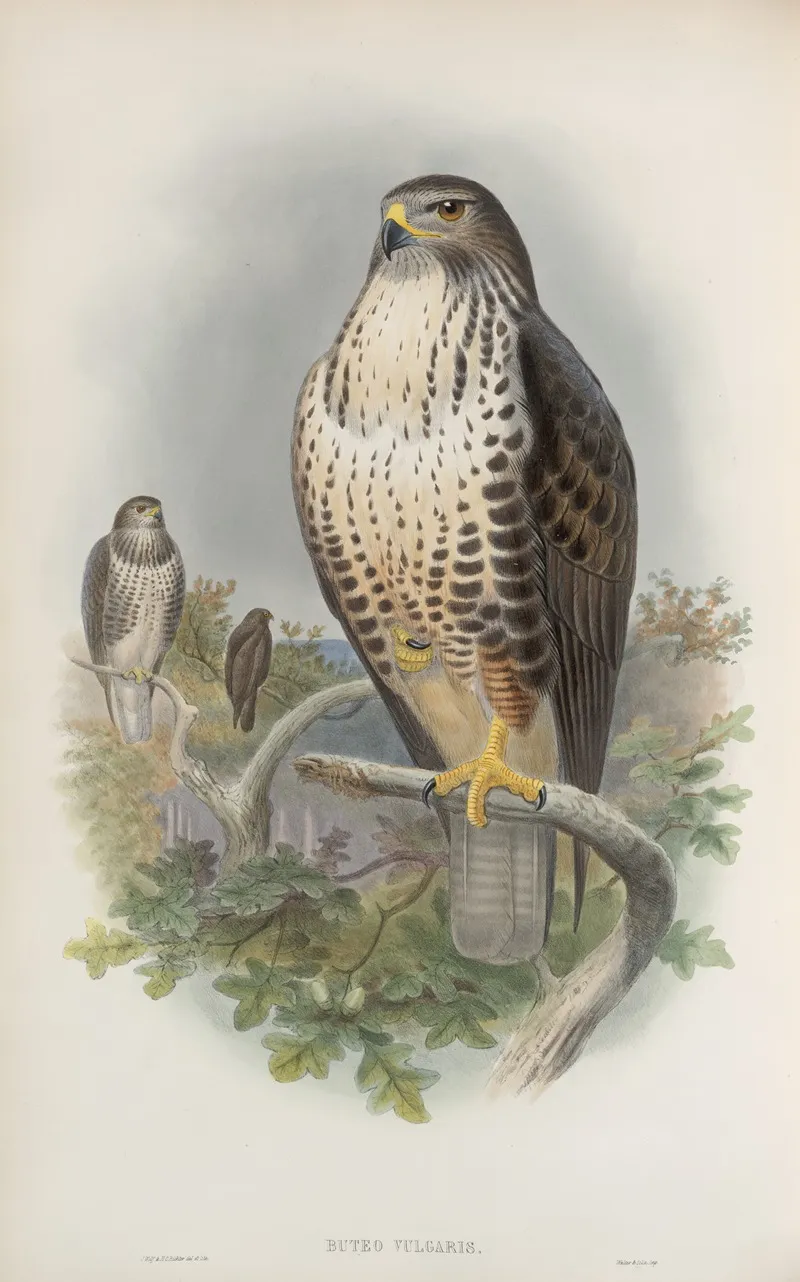 Buteo Vulgaris Common Buzzard Wall Art by John Gould - High-Resolution Digital Print