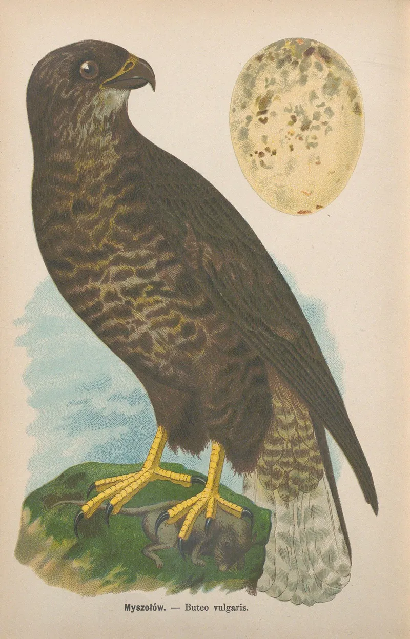 Buteo Vulgaris Wall Art by Bohdan Dyakowski - High-Resolution Digital Print