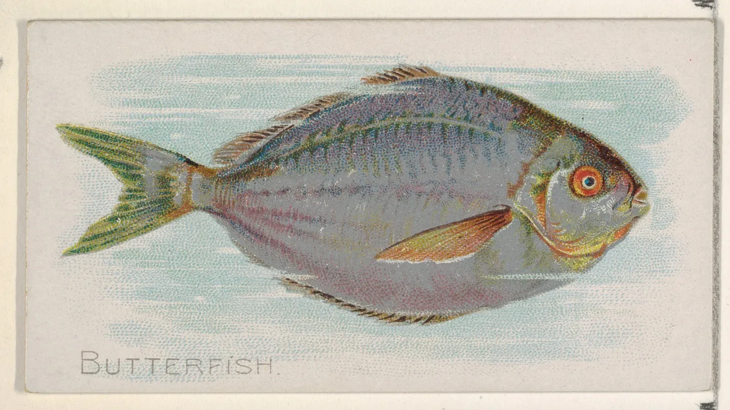 Butterfish Wall Art by Allen &amp; Ginter - High-Resolution Digital Print