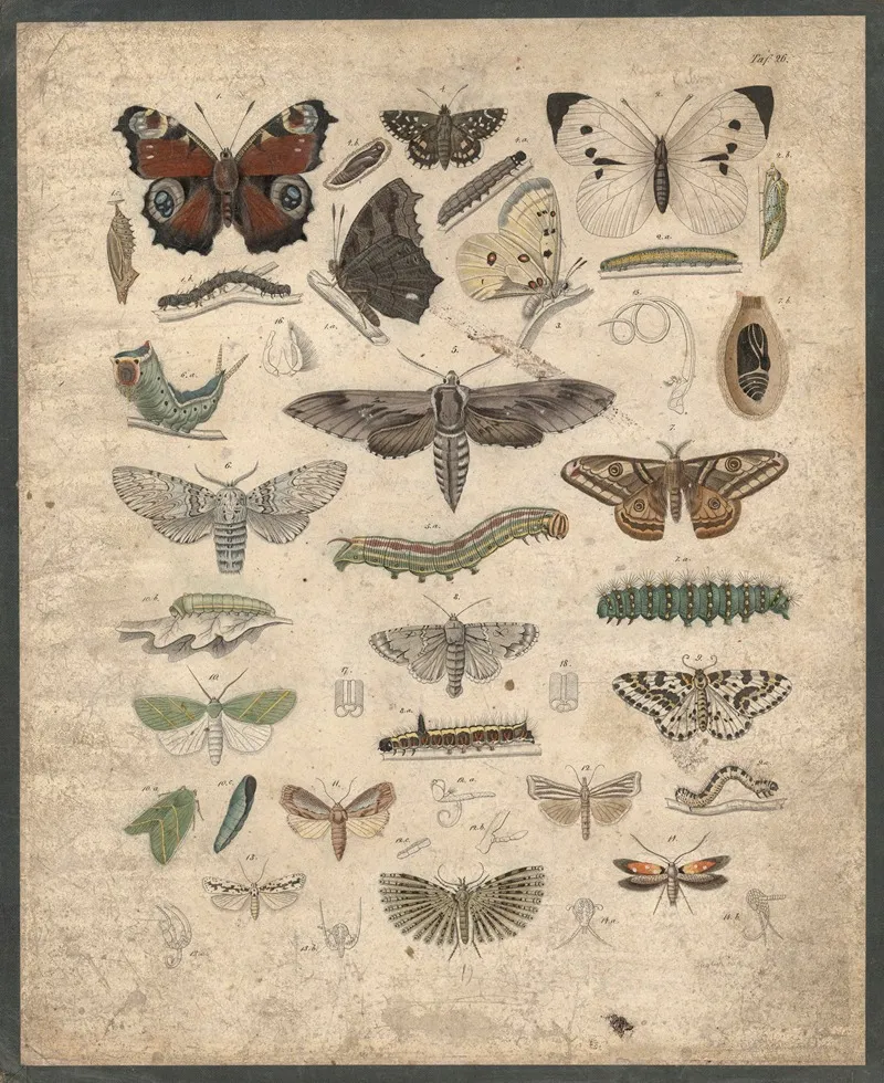 Butterflies 11 Wall Art by B. Wienker - High-Resolution Digital Print