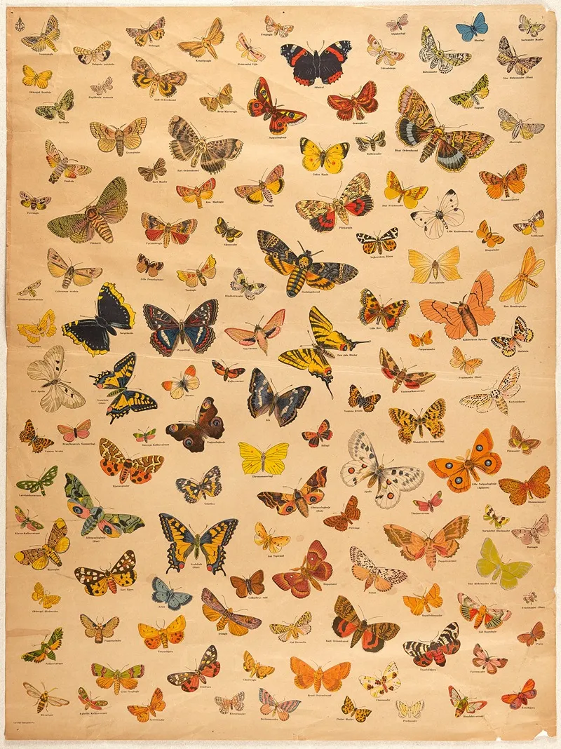 Butterflies 12 Wall Art by N.C. Rom - High-Resolution Digital Print