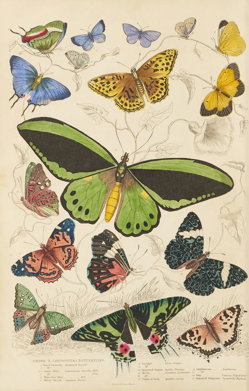 Butterflies 5 Wall Art by William MacGillivray - High-Resolution Digital Print