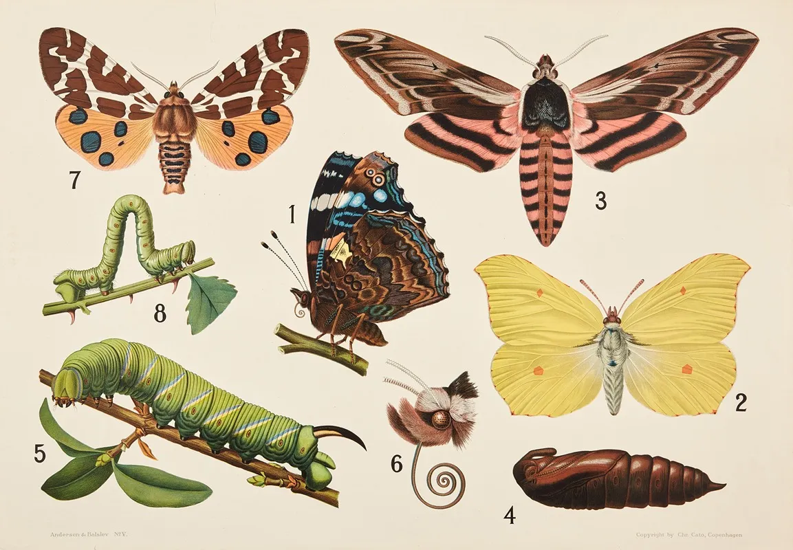 Butterflies 6 Wall Art by Bengtsons litografiska - High-Resolution Digital Print