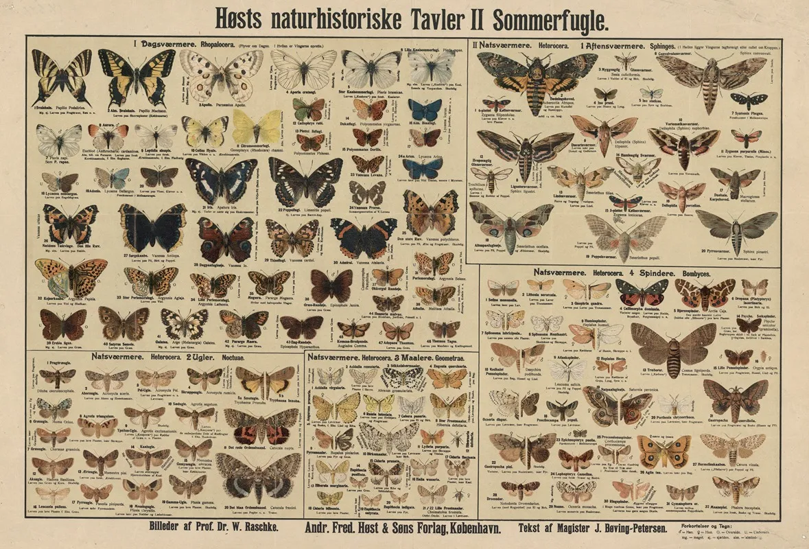 Butterflies 9 Wall Art by Dr. W. Raschke - High-Resolution Digital Print