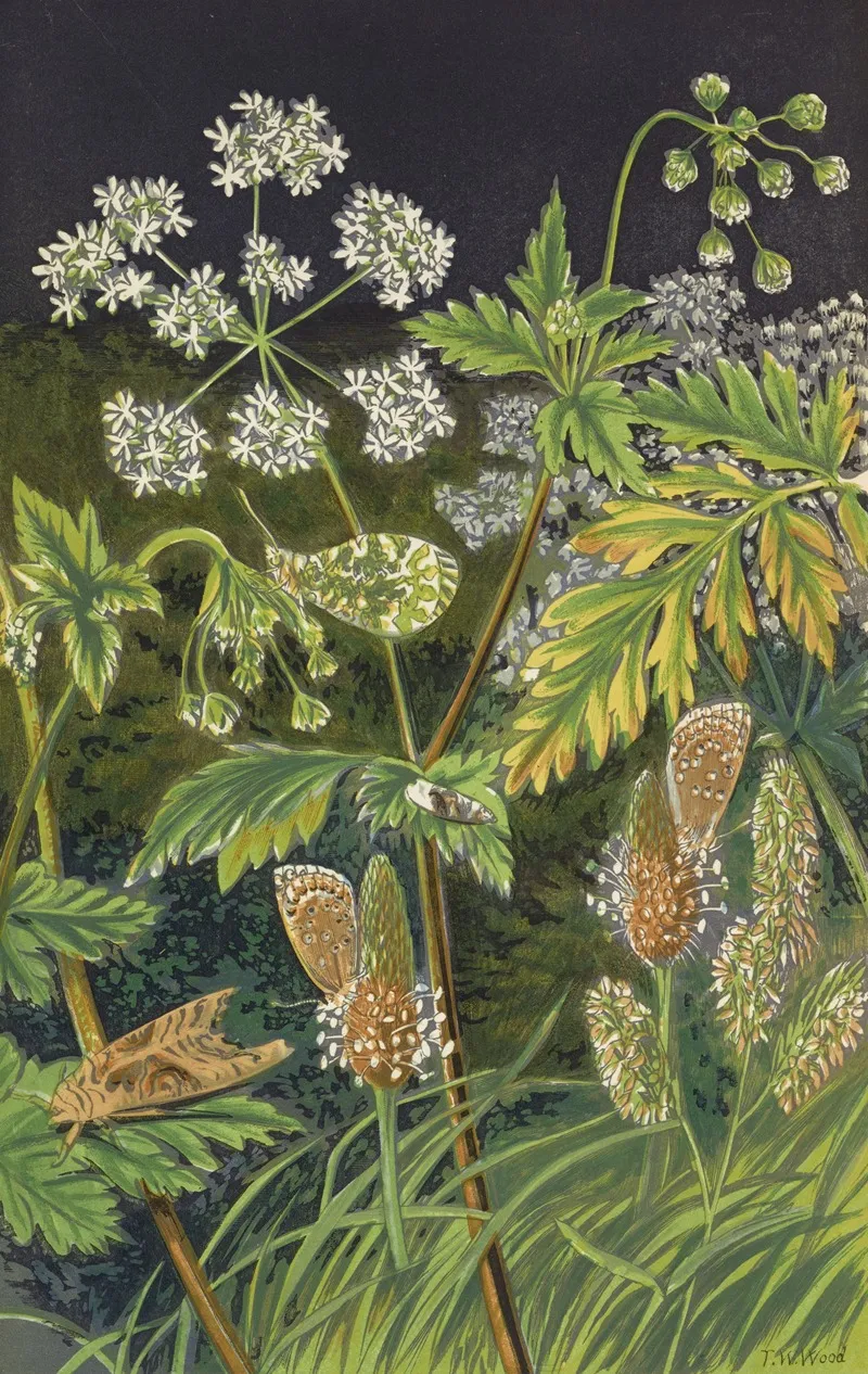 Butterflies And Moths In Disguise At Rest Wall Art by Barret And Sons - High-Resolution Digital Print