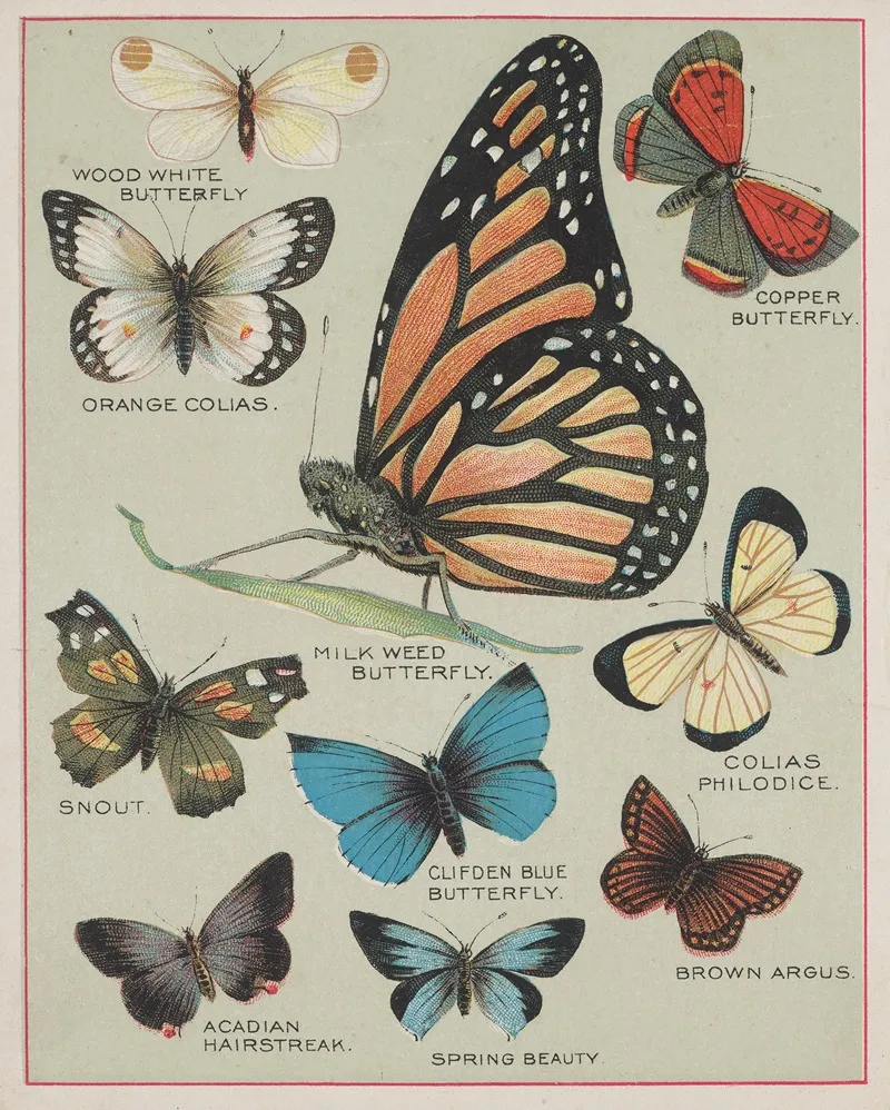 Butterflies Of America Pl 2 Wall Art by Chase &amp; Sanborn - High-Resolution Digital Print