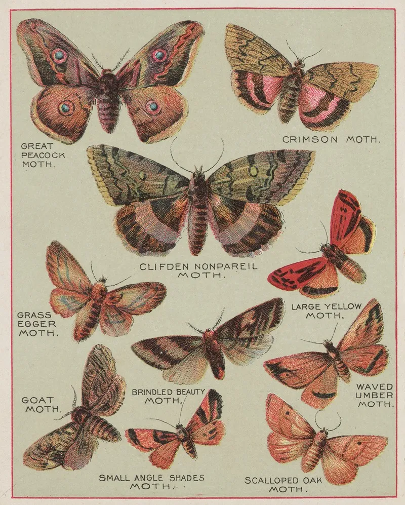 Butterflies Of America Pl 6 Wall Art by Chase & Sanborn - High-Resolution Digital Print