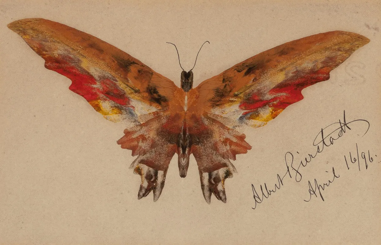 Butterfly 3