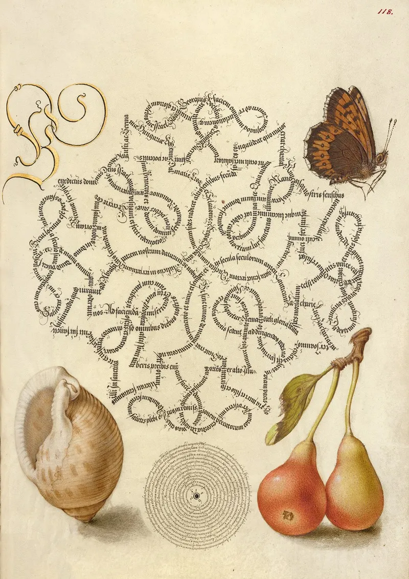 Butterfly Marine Mollusk And Pear