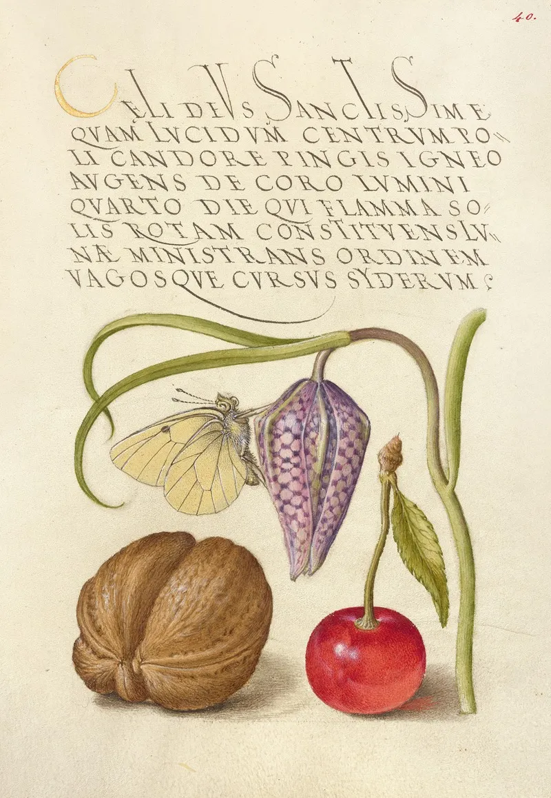 Butterfly Snakeshead English Walnut And Sweet Cherry