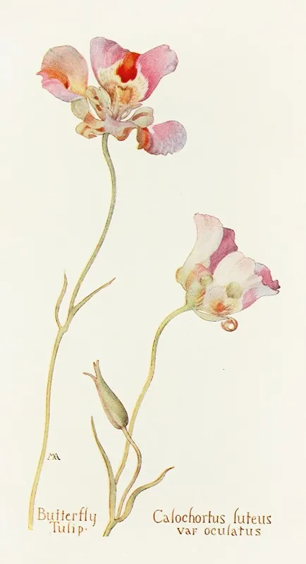 Butterfly Tulip Wall Art by Margaret Armstrong - High-Resolution Digital Print