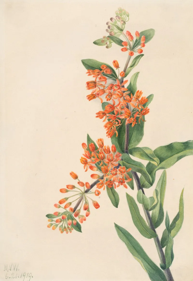 Butterfly Weed Ascelpias Tuberosa