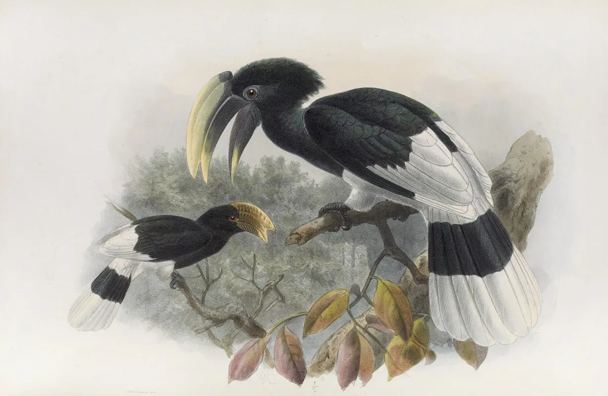 Bycanistes Albotibialis Wall Art by Daniel Giraud Elliot - High-Resolution Digital Print