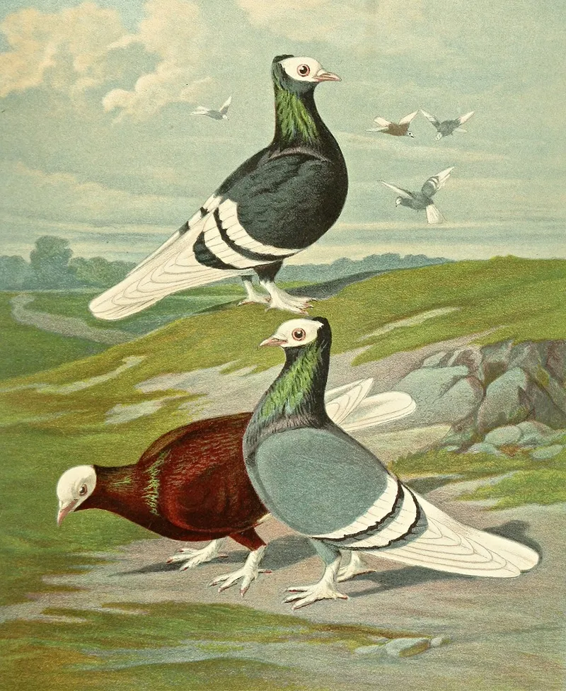 C Albicauda Wall Art by Gustav Prütz - High-Resolution Digital Print