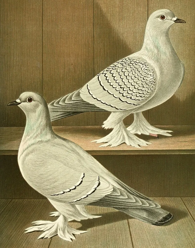 C Badia C Farinosa Wall Art by Gustav Prütz - High-Resolution Digital Print
