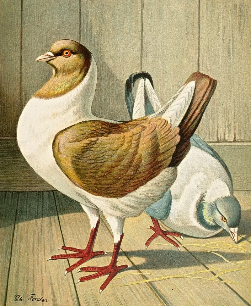 C Brachyura Brm Wall Art by Gustav Prütz - High-Resolution Digital Print