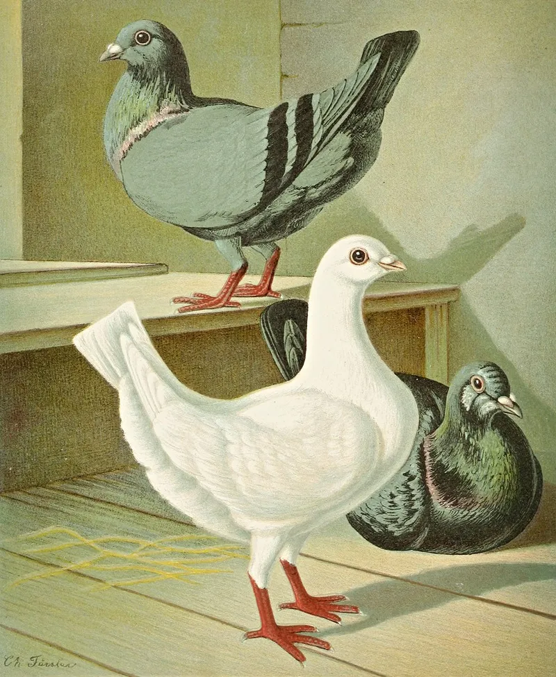 C Brevicauda Wall Art by Gustav Prütz - High-Resolution Digital Print