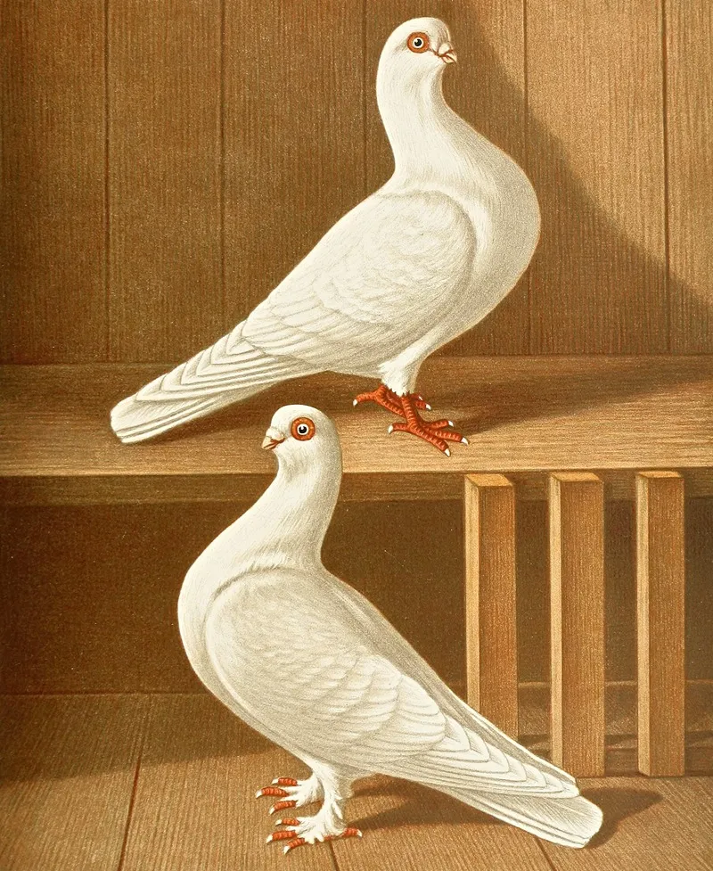 C Brevirostris S Albifrons Ii Wall Art by Gustav Prütz - High-Resolution Digital Print
