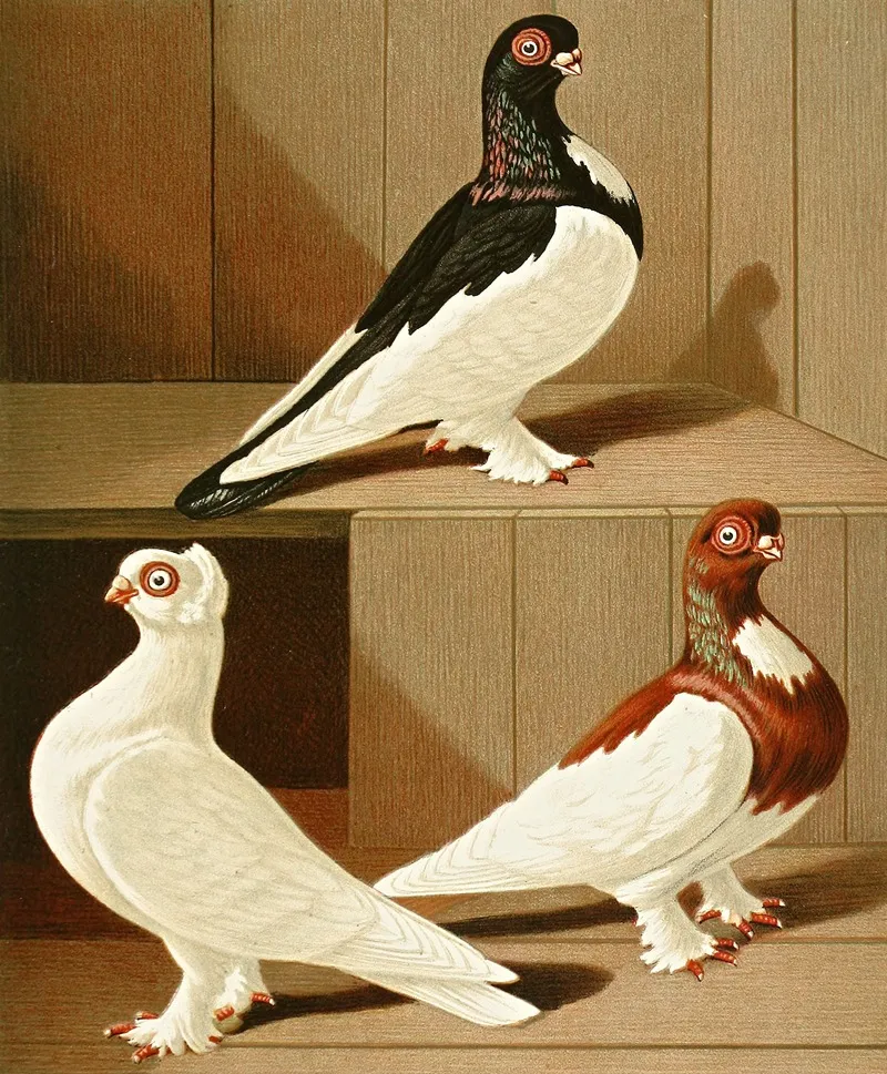 C Brevirostris S Albifrons Wall Art by Gustav Prütz - High-Resolution Digital Print