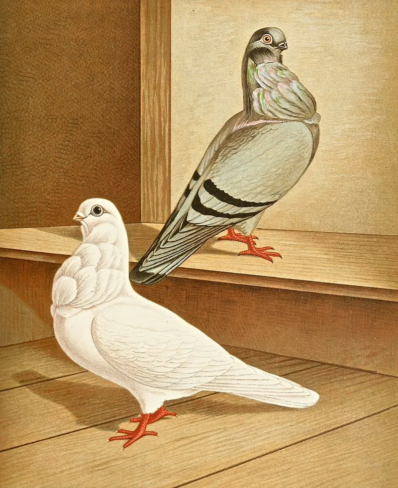 C Bubo Media Wall Art by Gustav Prütz - High-Resolution Digital Print